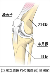構造図：膝関節